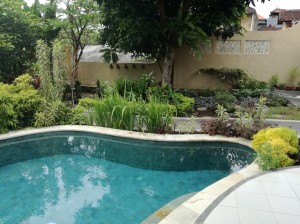 Pool and east garden